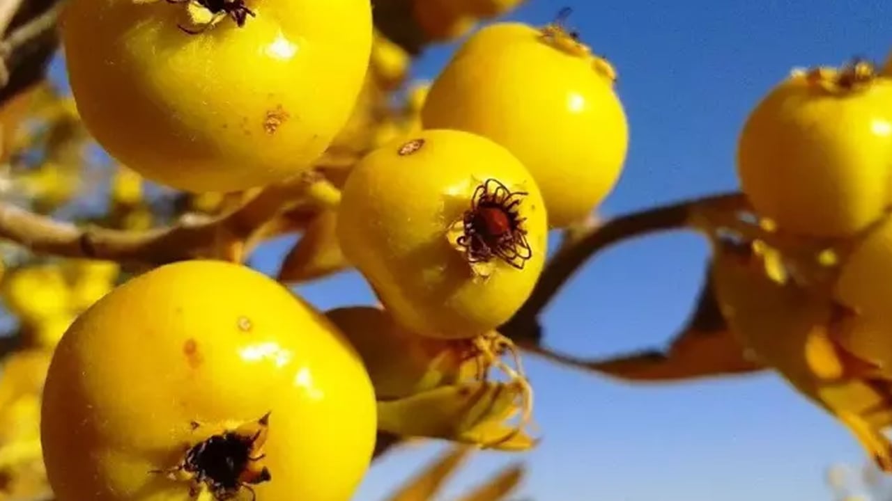Foto - Doğal antioksidan kaynağı alıç meyvesine vatandaşlar ilgi gösteriyor: Vücudu adeta ilaç gibi koruyor 