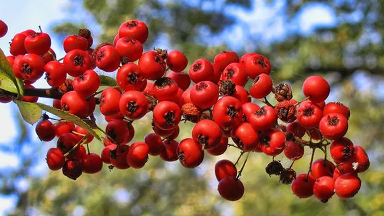 Doğal antioksidan kaynağı alıç meyvesine vatandaşlar ilgi gösteriyor: Vücudu adeta ilaç gibi koruyor 