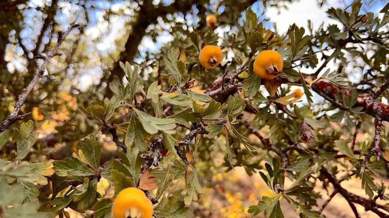 Foto - Doğal antioksidan kaynağı alıç meyvesine vatandaşlar ilgi gösteriyor: Vücudu adeta ilaç gibi koruyor 