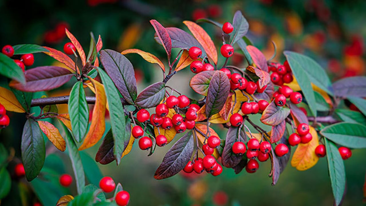 Foto - Doğal antioksidan kaynağı alıç meyvesine vatandaşlar ilgi gösteriyor: Vücudu adeta ilaç gibi koruyor 