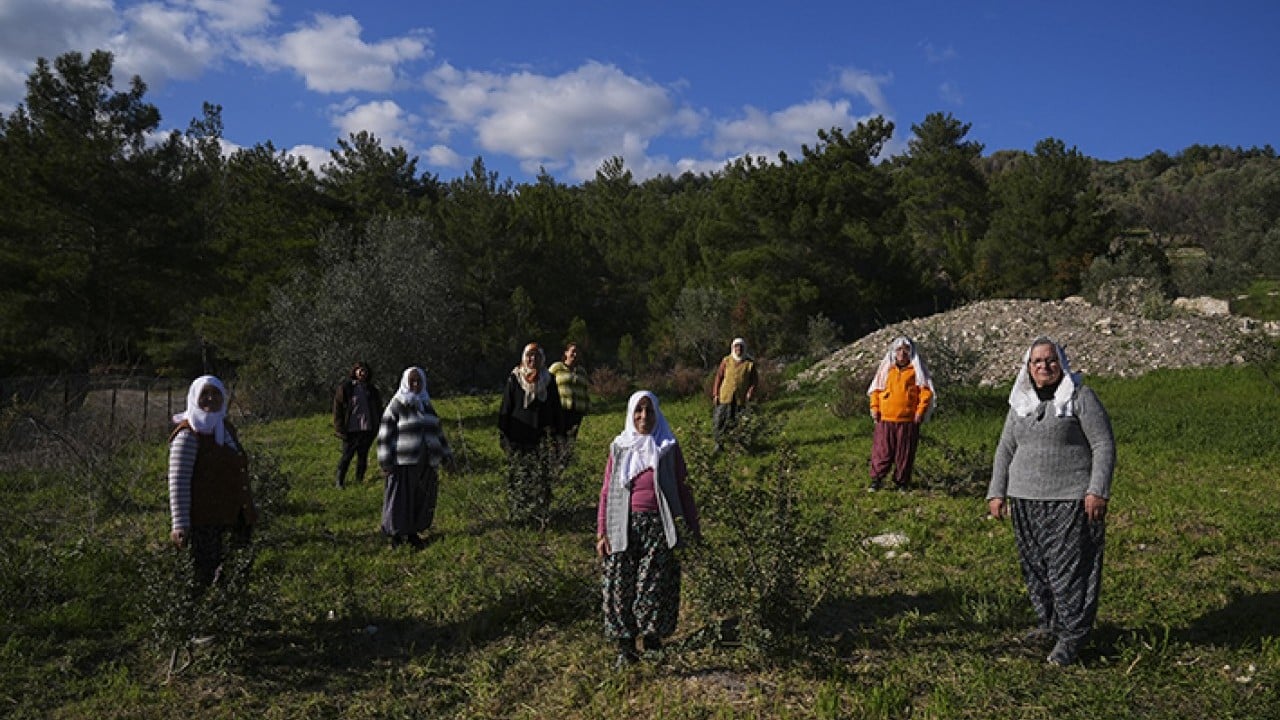 Foto - Doğal miras sakız ağacı yeniden doğdu