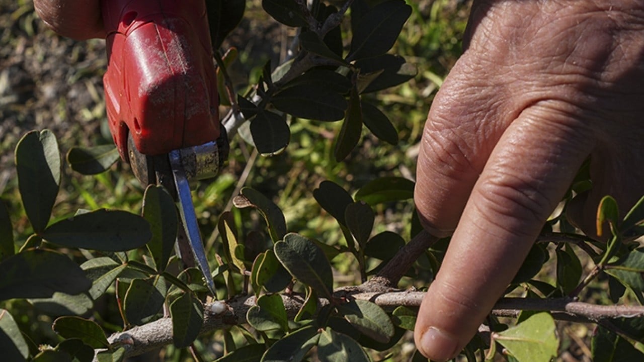 Foto - Doğal miras sakız ağacı yeniden doğdu