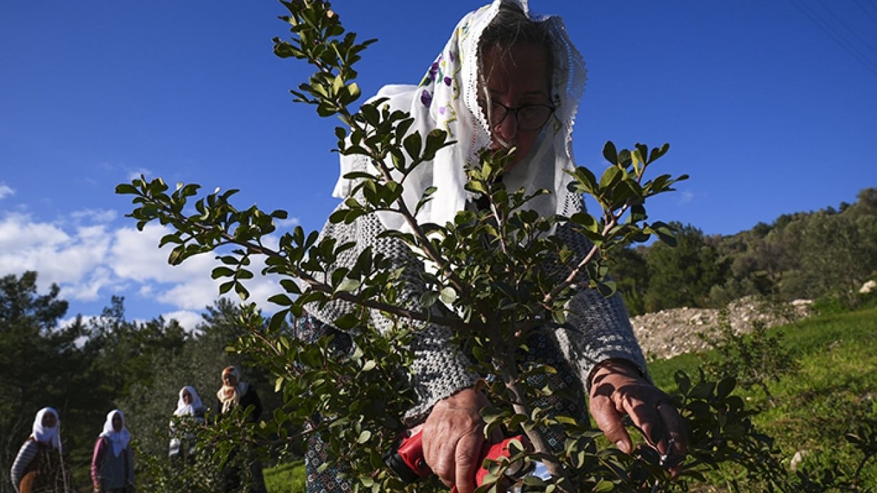 Foto - Doğal miras sakız ağacı yeniden doğdu
