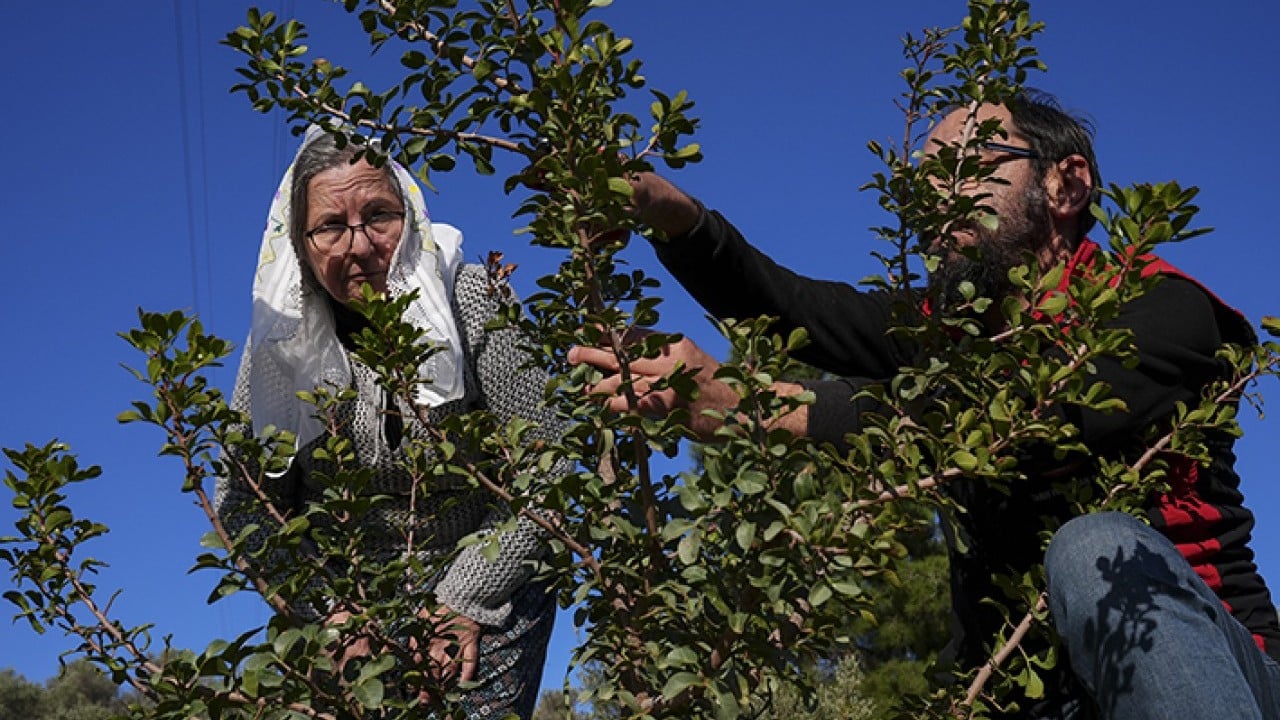 Foto - Doğal miras sakız ağacı yeniden doğdu