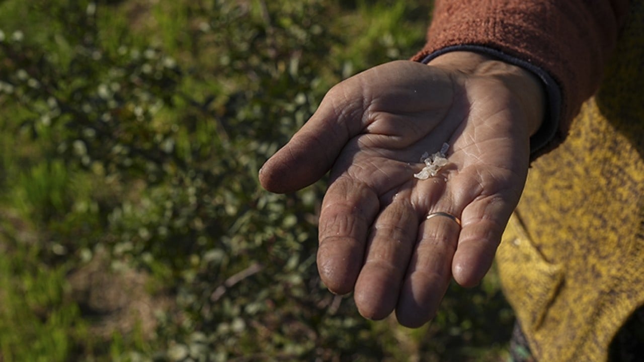 Foto - Doğal miras sakız ağacı yeniden doğdu