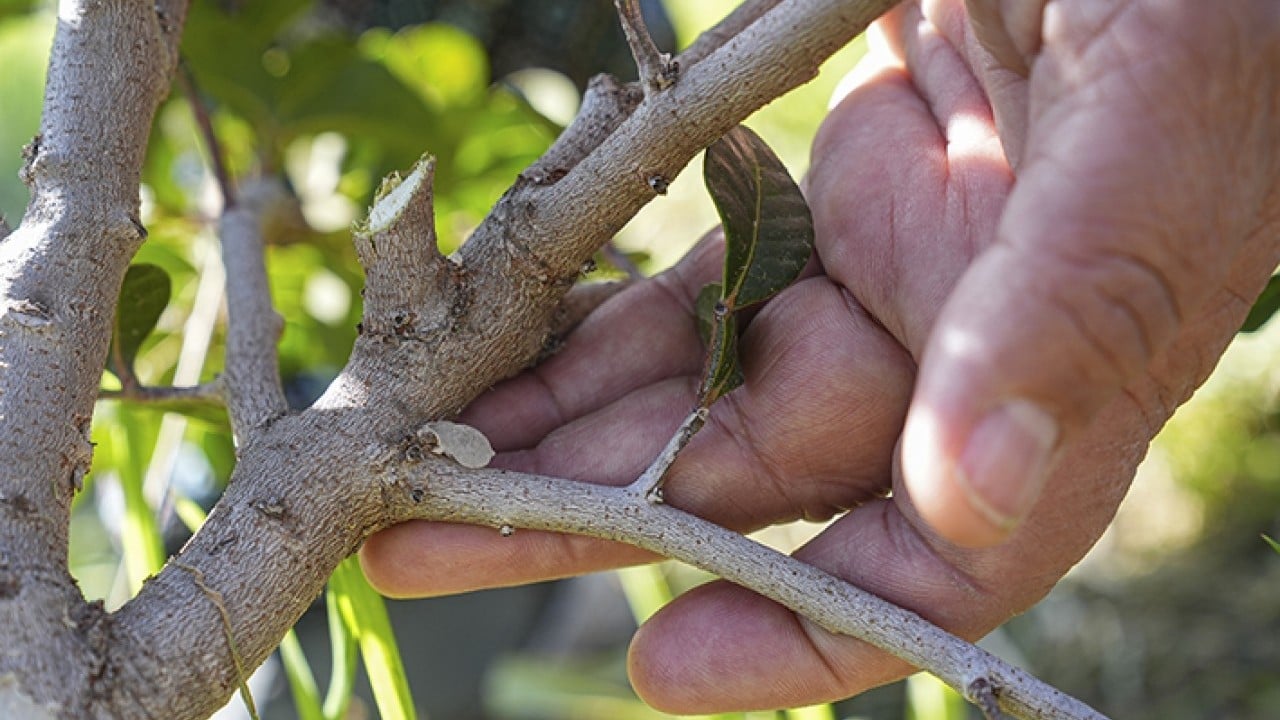 Foto - Doğal miras sakız ağacı yeniden doğdu