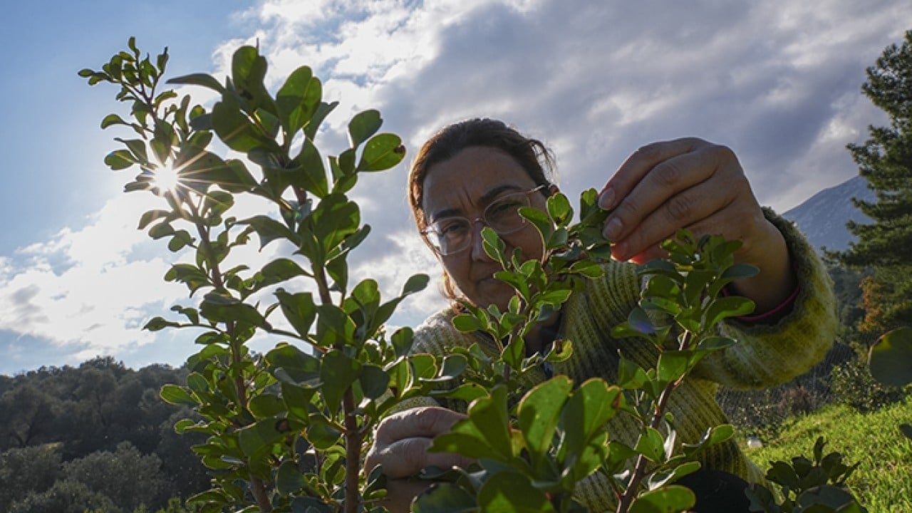 Foto - Doğal miras sakız ağacı yeniden doğdu