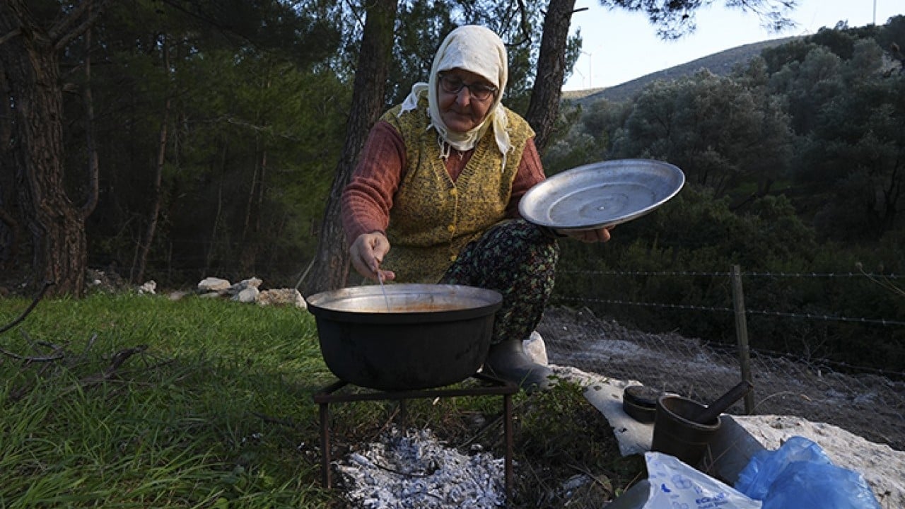 Foto - Doğal miras sakız ağacı yeniden doğdu