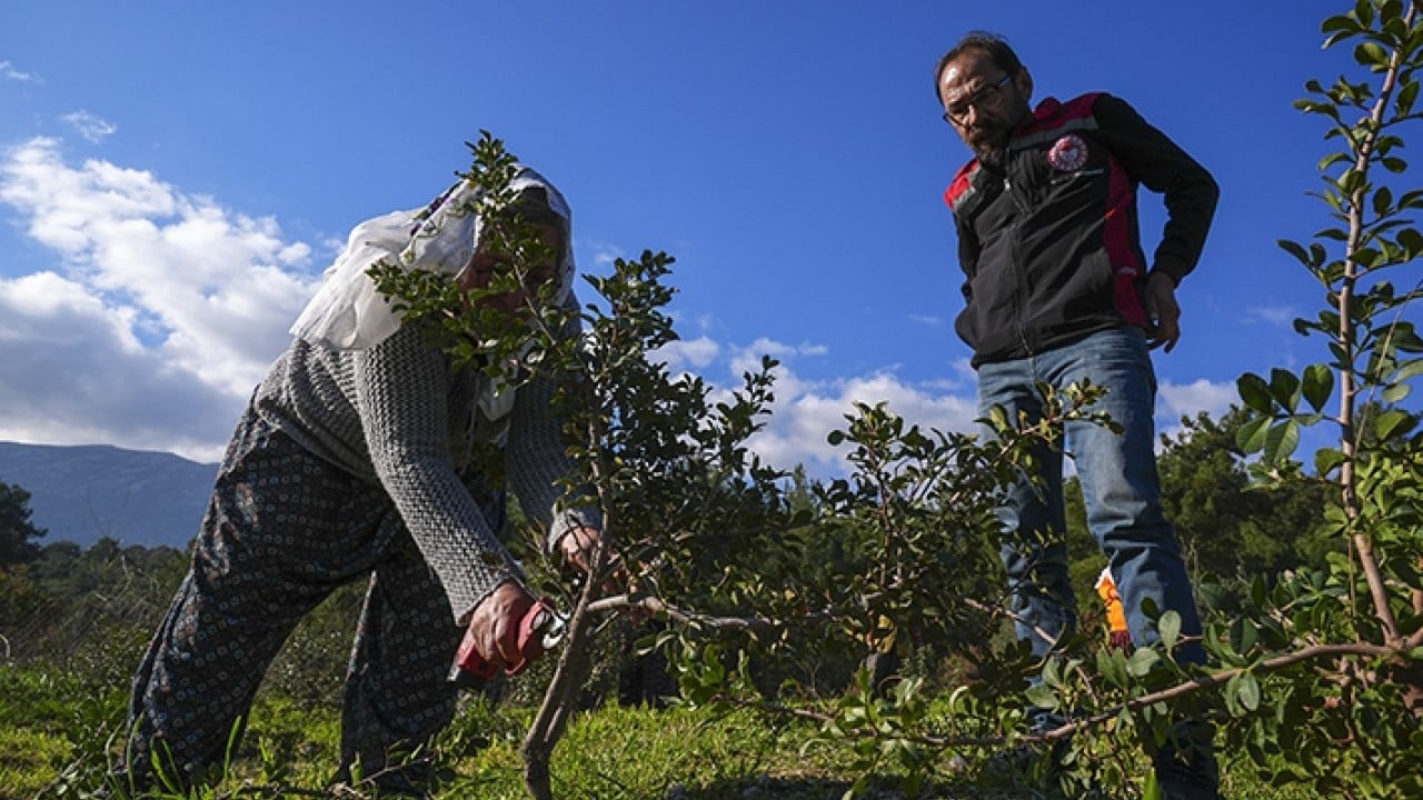 Foto - Doğal miras sakız ağacı yeniden doğdu