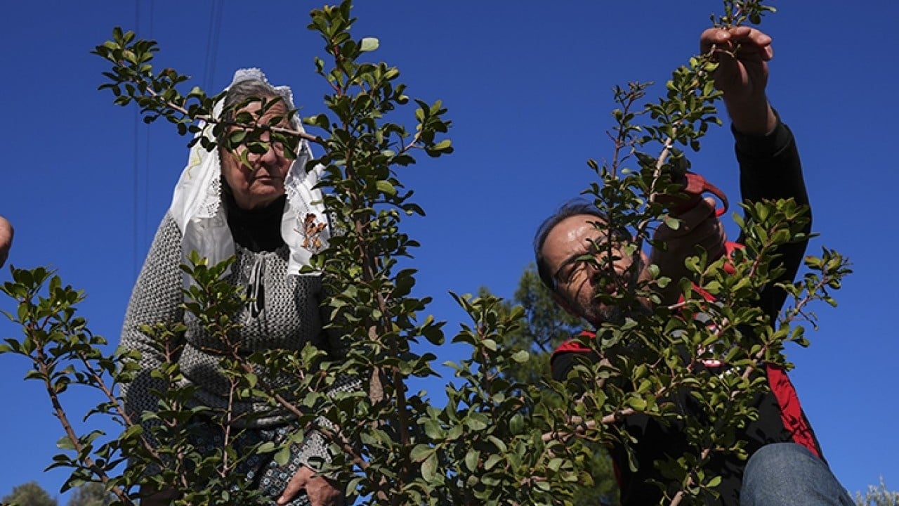 Foto - Doğal miras sakız ağacı yeniden doğdu