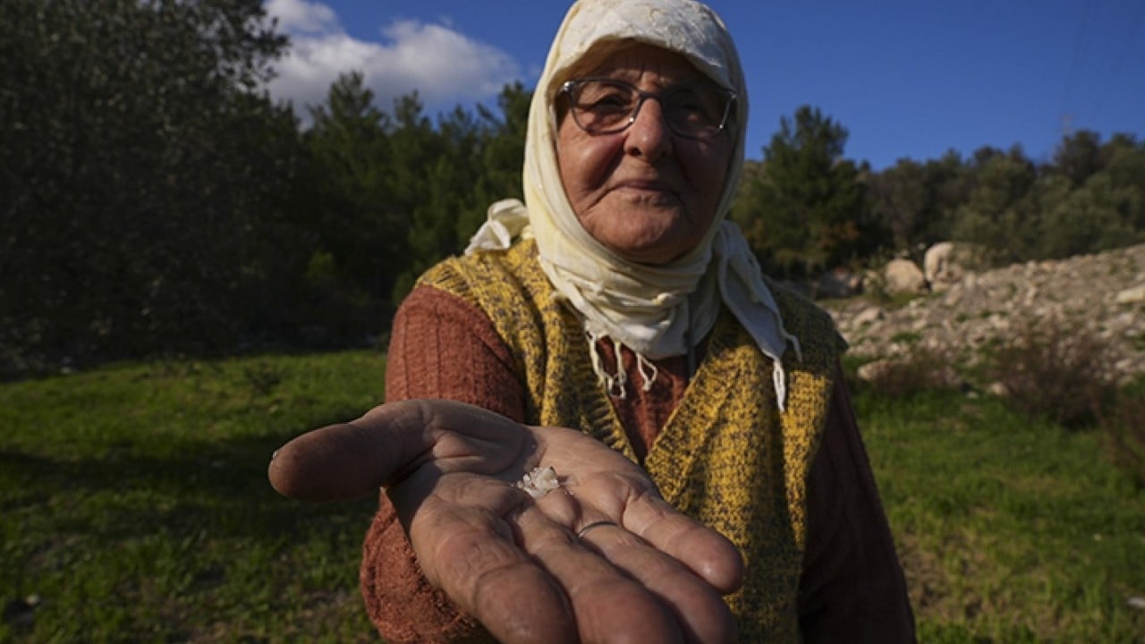 Foto - Doğal miras sakız ağacı yeniden doğdu
