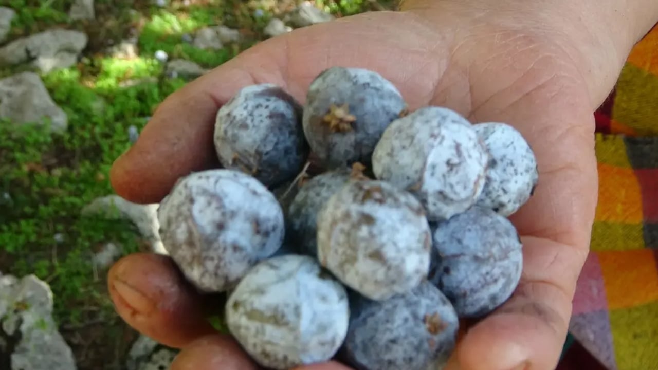 Foto - Doğal öksürük ilacı: Hasadı başladı bile! Kaynatıp için, boğaz enfeksiyonu temizliyor! Karaciğer yağlanmasına bunu yapın