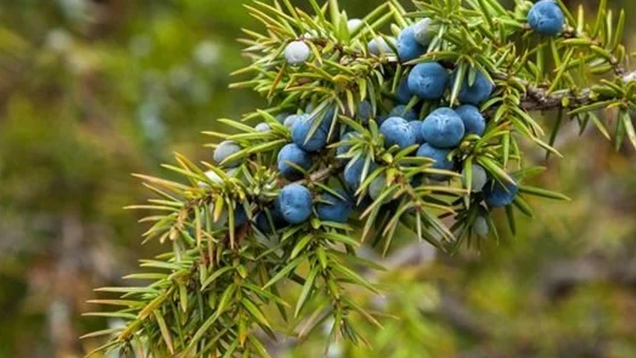 Foto - Doğal öksürük ilacı: Hasadı başladı bile! Kaynatıp için, boğaz enfeksiyonu temizliyor! Karaciğer yağlanmasına bunu yapın