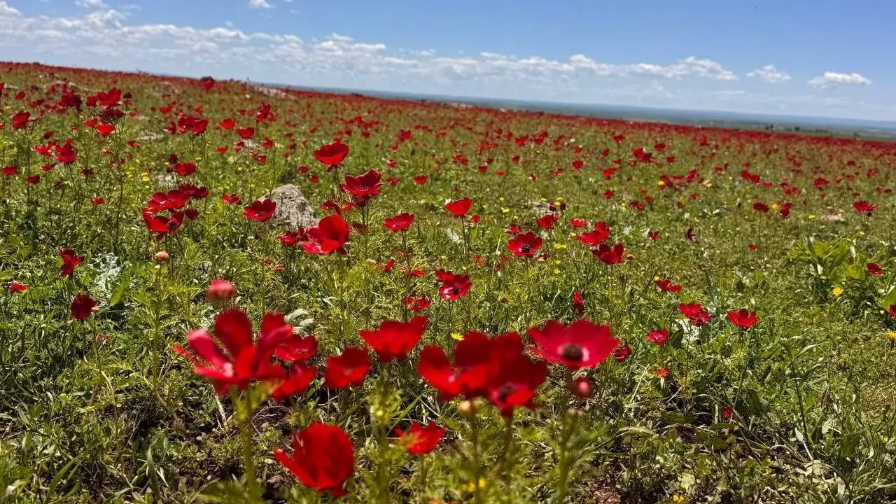 Foto - Doğal şifa kaynağı: Meğer o boğaz iltihabına iyi geliyormuş! Mayıs ayında kapış kapış satılıyor