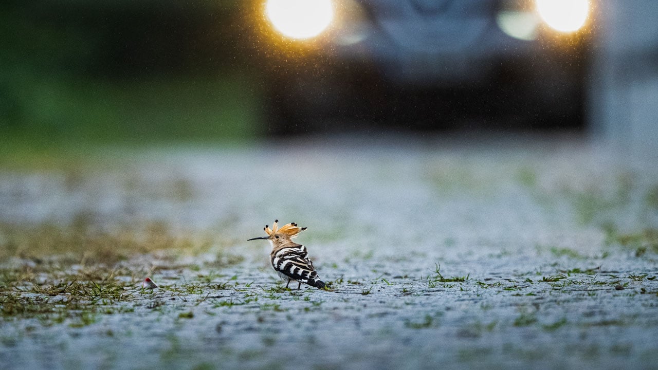 Foto - Doğal sığınağa dönüştü! Göçmen kuşların gizli cenneti