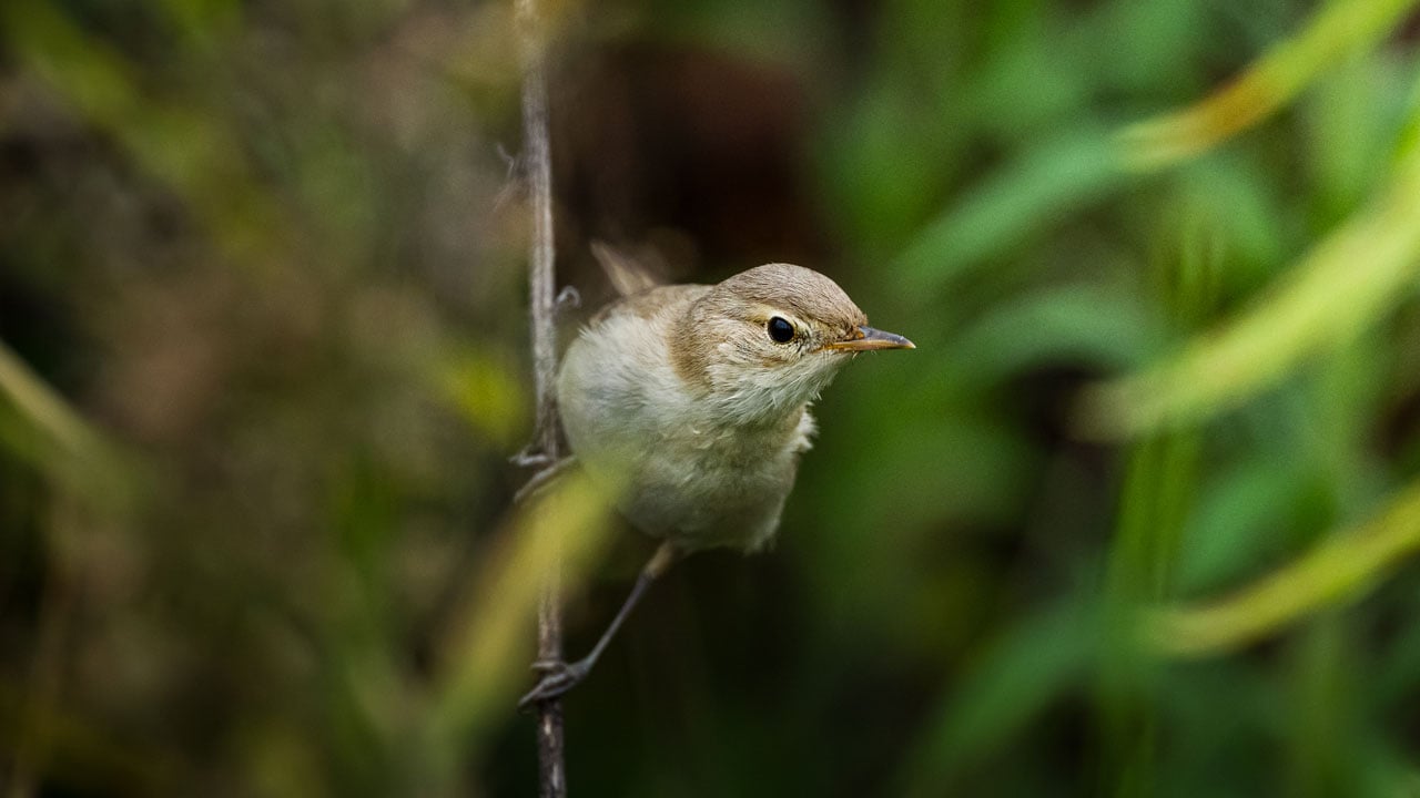 Foto - Doğal sığınağa dönüştü! Göçmen kuşların gizli cenneti