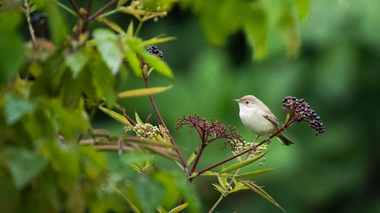 Doğal sığınağa dönüştü! Göçmen kuşların gizli cenneti