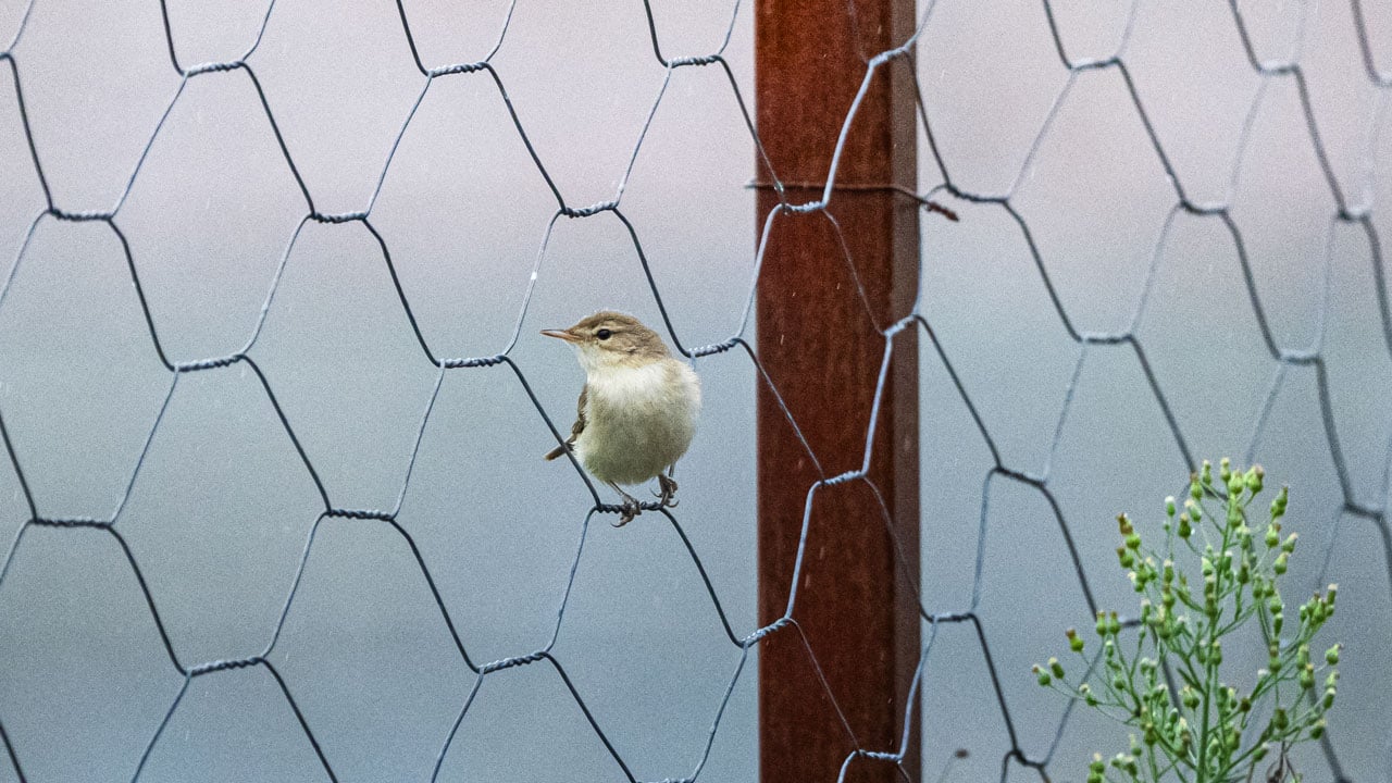 Foto - Doğal sığınağa dönüştü! Göçmen kuşların gizli cenneti