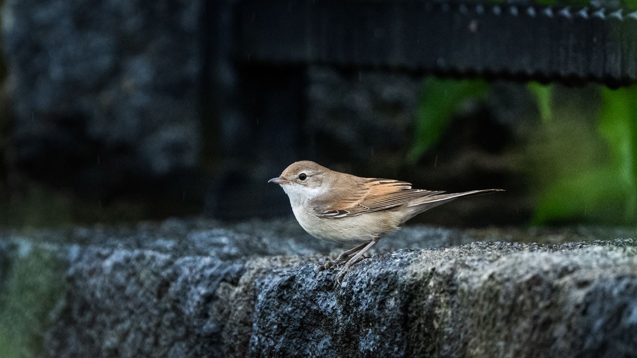 Foto - Doğal sığınağa dönüştü! Göçmen kuşların gizli cenneti