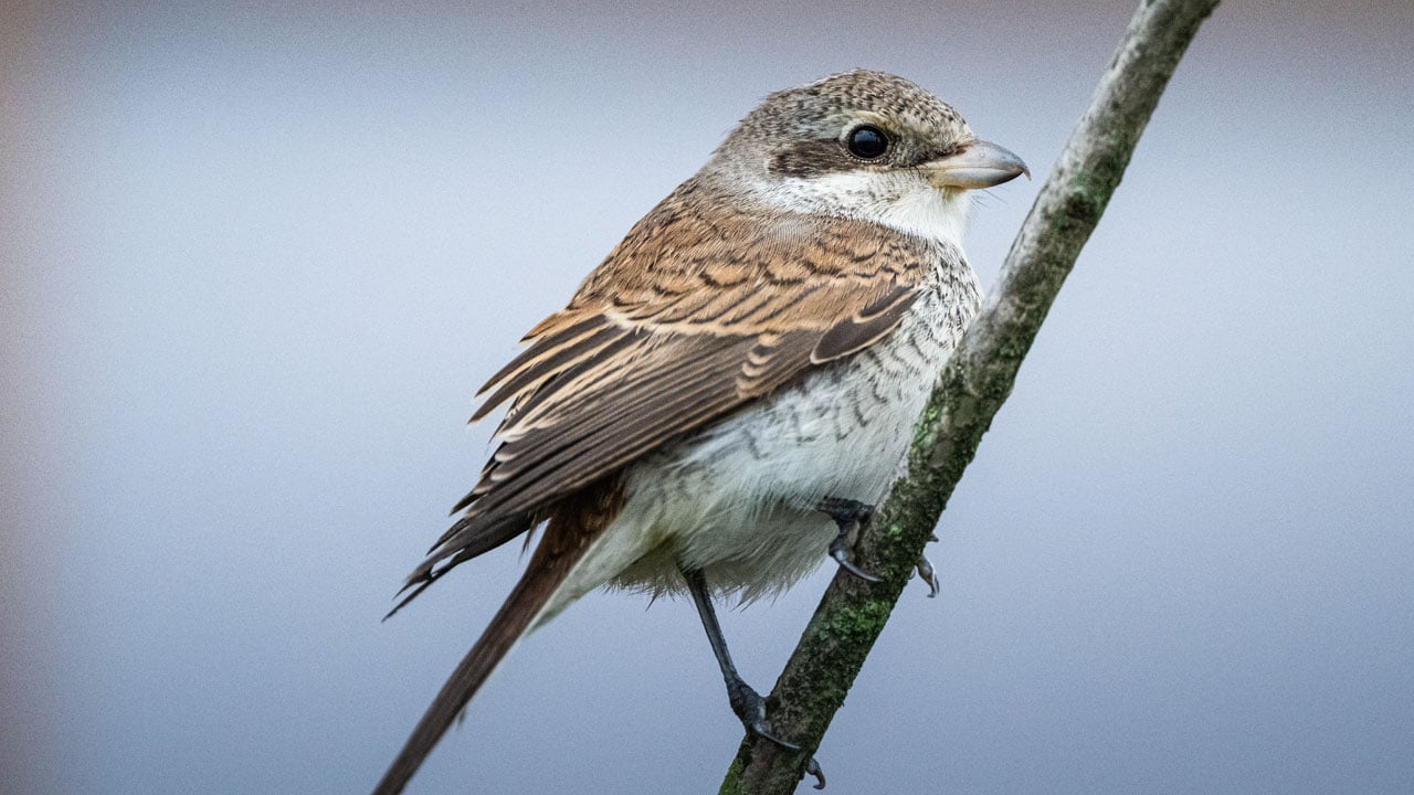Foto - Doğal sığınağa dönüştü! Göçmen kuşların gizli cenneti