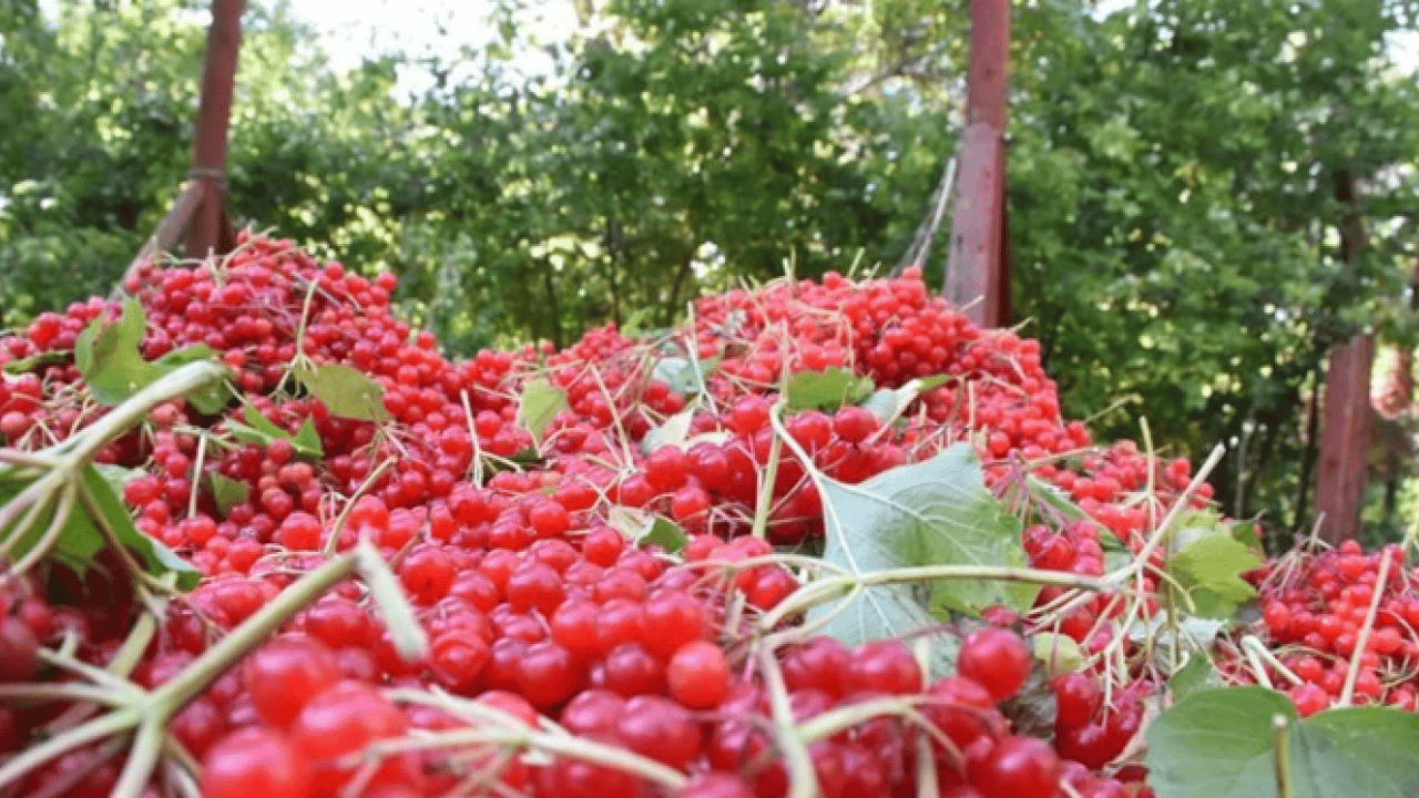 Foto - Doğal tedavi edici etkisi var! ‘Gençlik iksiri' yoğun talep görüyor