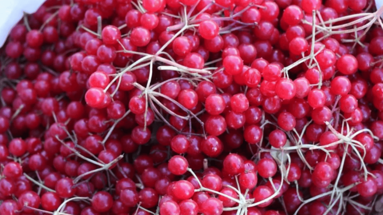 Foto - Doğal tedavi edici etkisi var! ‘Gençlik iksiri' yoğun talep görüyor
