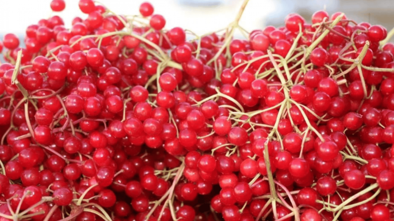 Doğal tedavi edici etkisi var! ‘Gençlik iksiri' yoğun talep görüyor
