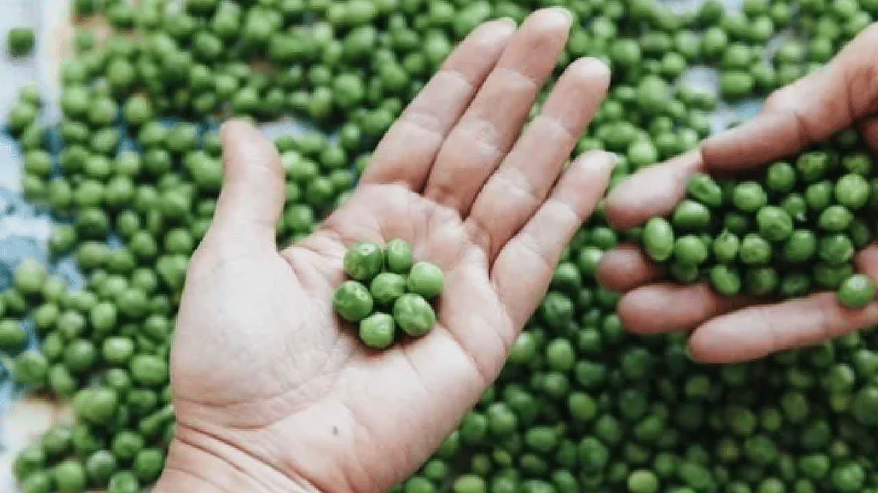 Foto - Doğanın gizli hazinesi: C vitaminiyle portakalı geride bırakıyor