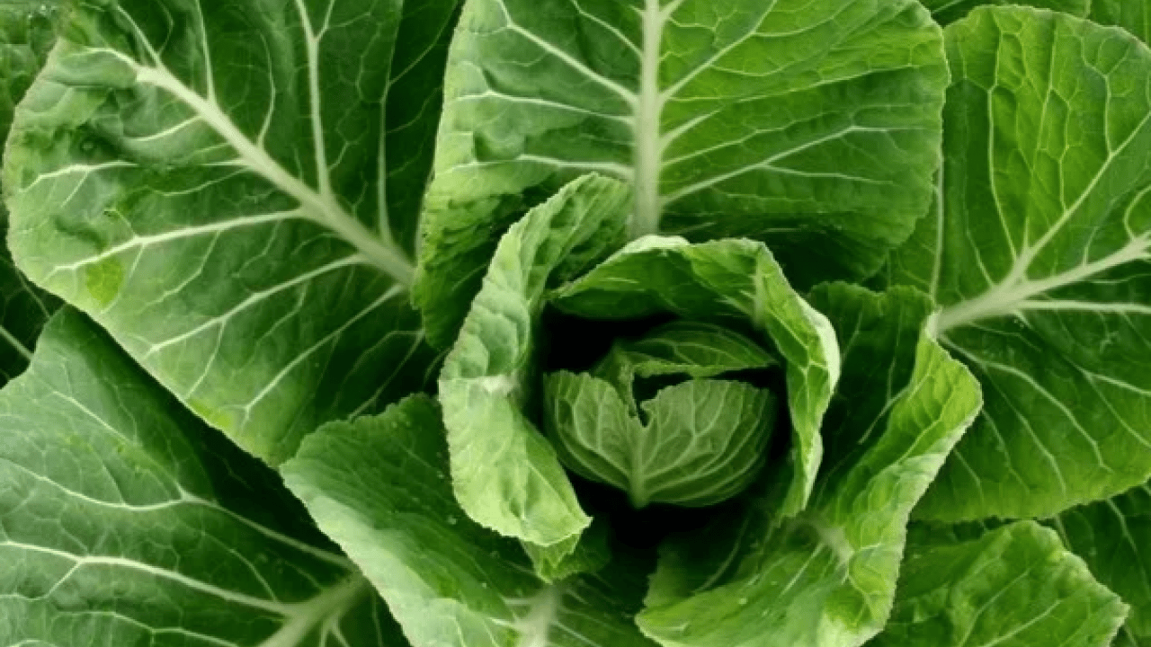Foto - Doğanın gizli hazinesi: C vitaminiyle portakalı geride bırakıyor