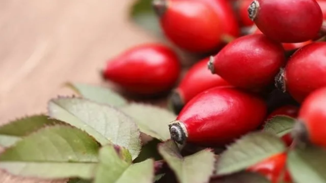 Foto - Doğanın gizli hazinesi: C vitaminiyle portakalı geride bırakıyor