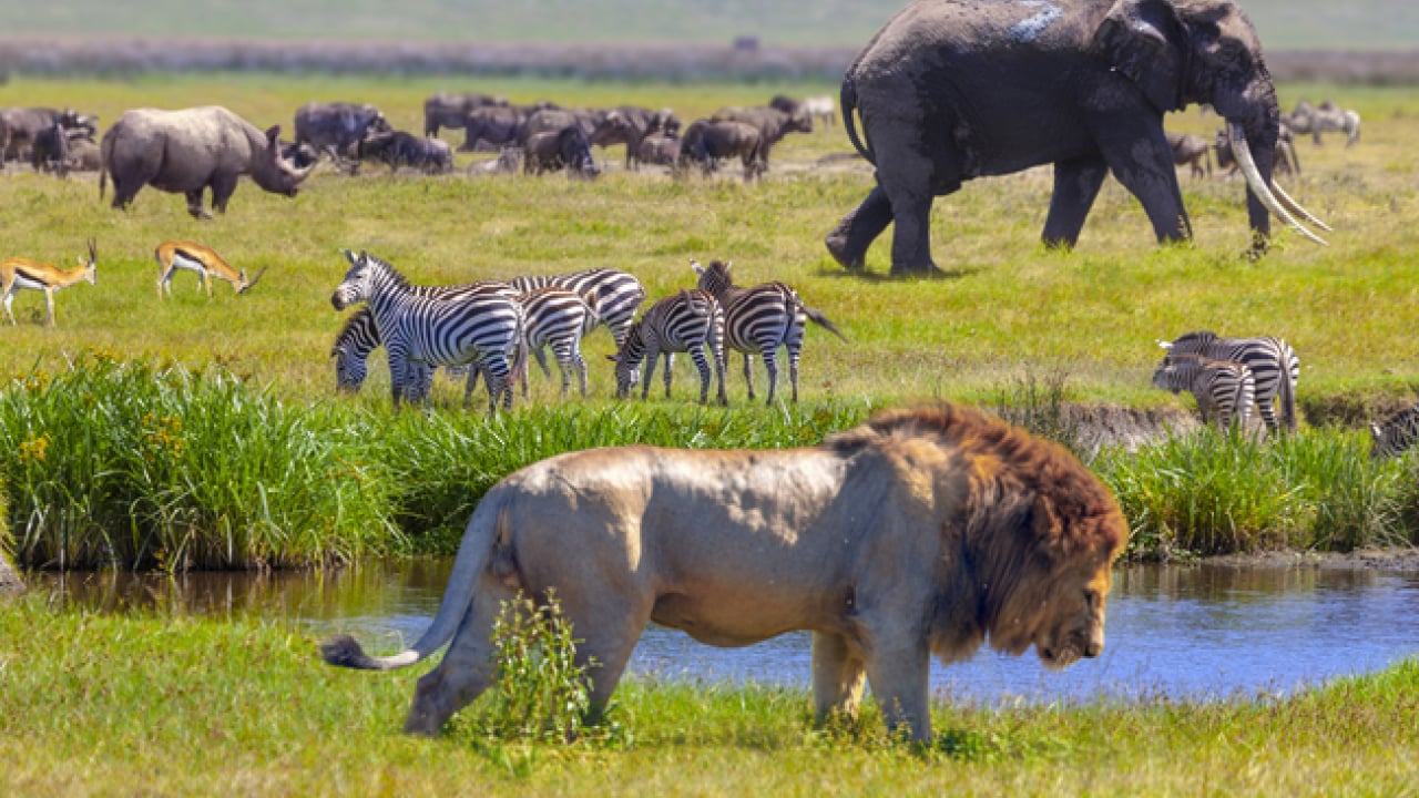 Foto - Doğanın ilginç sırrı: Memeliler neden mavi renkte doğmuyor?