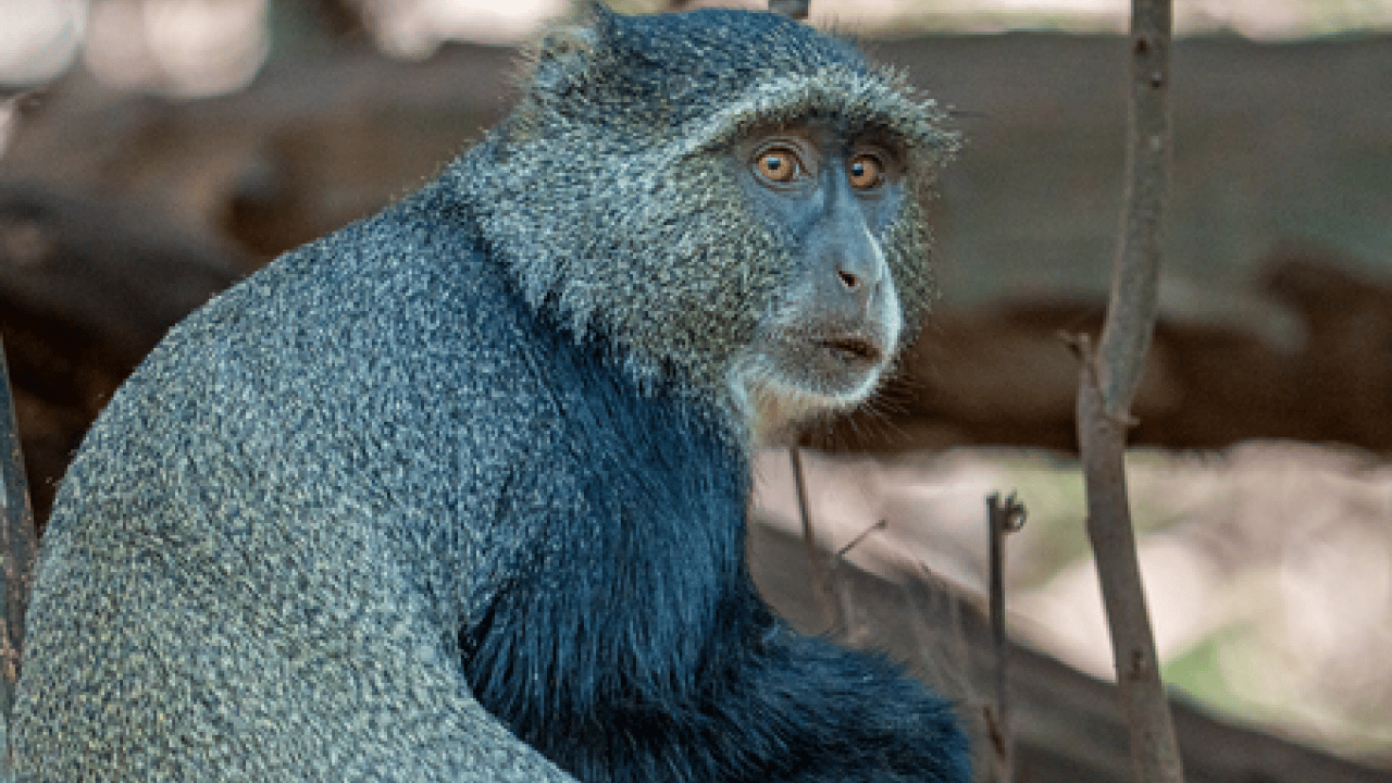 Foto - Doğanın ilginç sırrı: Memeliler neden mavi renkte doğmuyor?