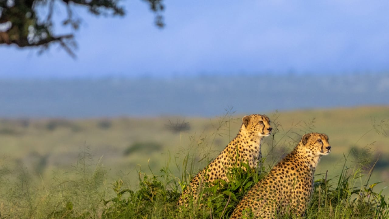 Foto - Doğanın ilginç sırrı: Memeliler neden mavi renkte doğmuyor?