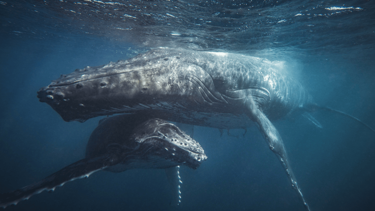 Foto - Doğanın ilginç sırrı: Memeliler neden mavi renkte doğmuyor?