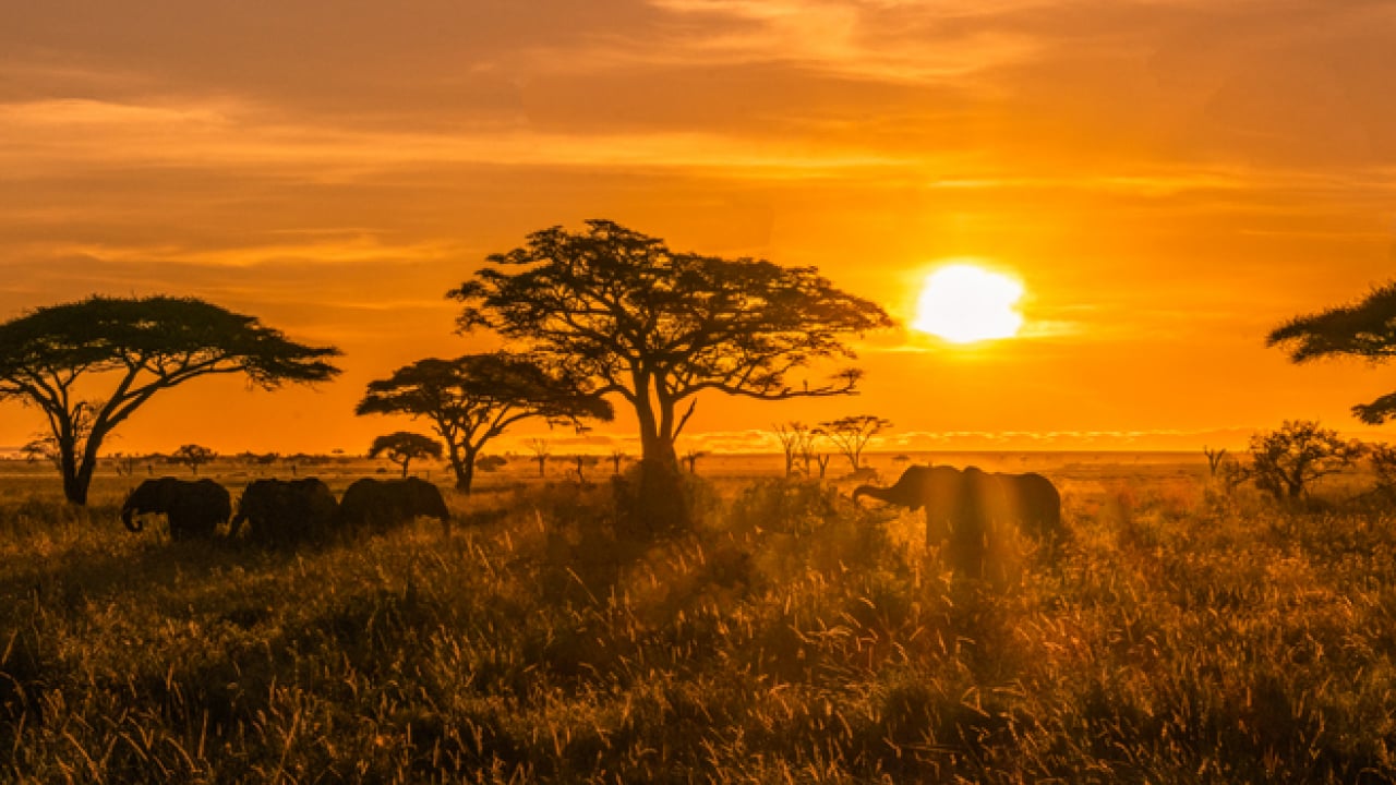 Foto - Doğanın ilginç sırrı: Memeliler neden mavi renkte doğmuyor?