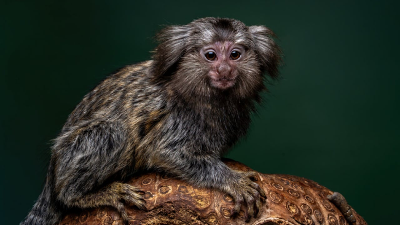 Foto - Doğanın ilginç sırrı: Memeliler neden mavi renkte doğmuyor?