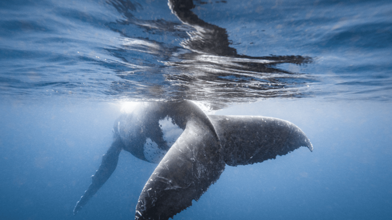 Foto - Doğanın ilginç sırrı: Memeliler neden mavi renkte doğmuyor?