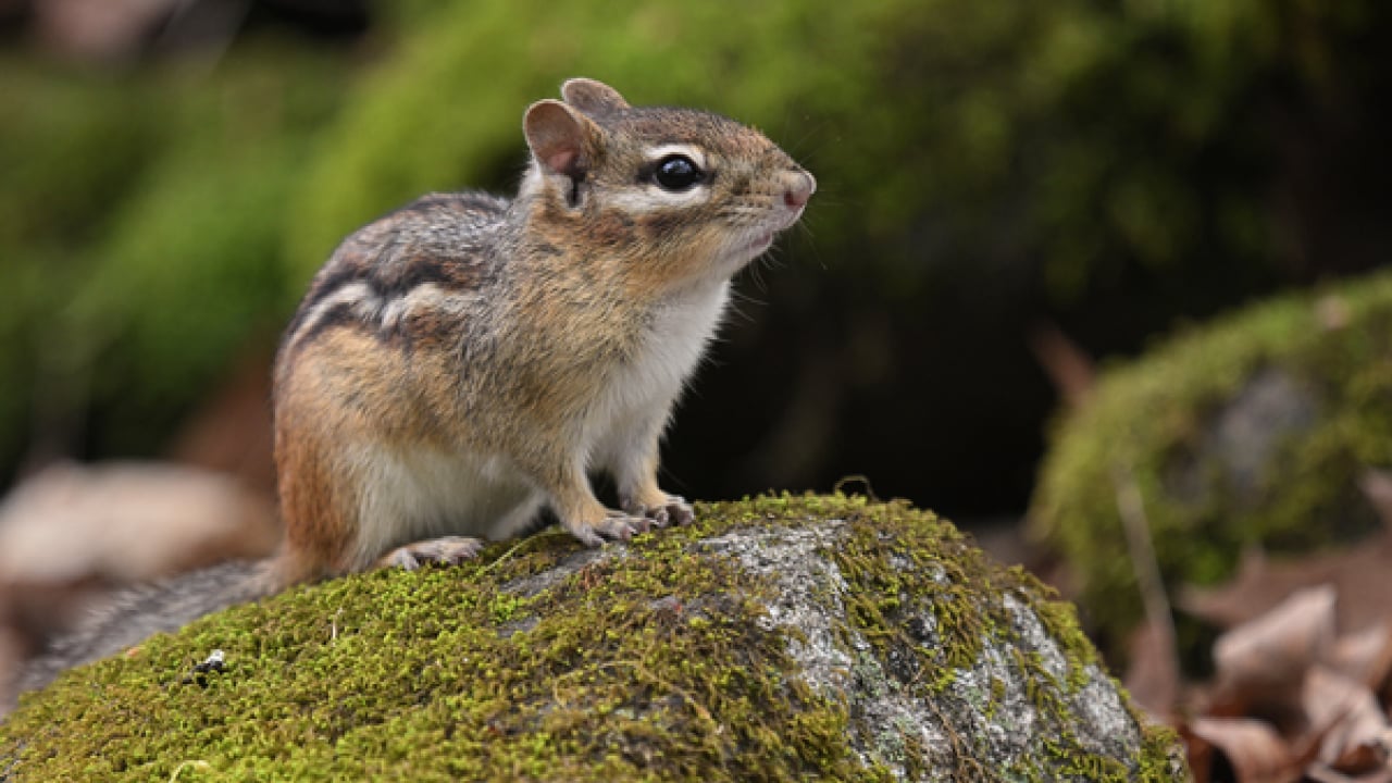 Foto - Doğanın ilginç sırrı: Memeliler neden mavi renkte doğmuyor?