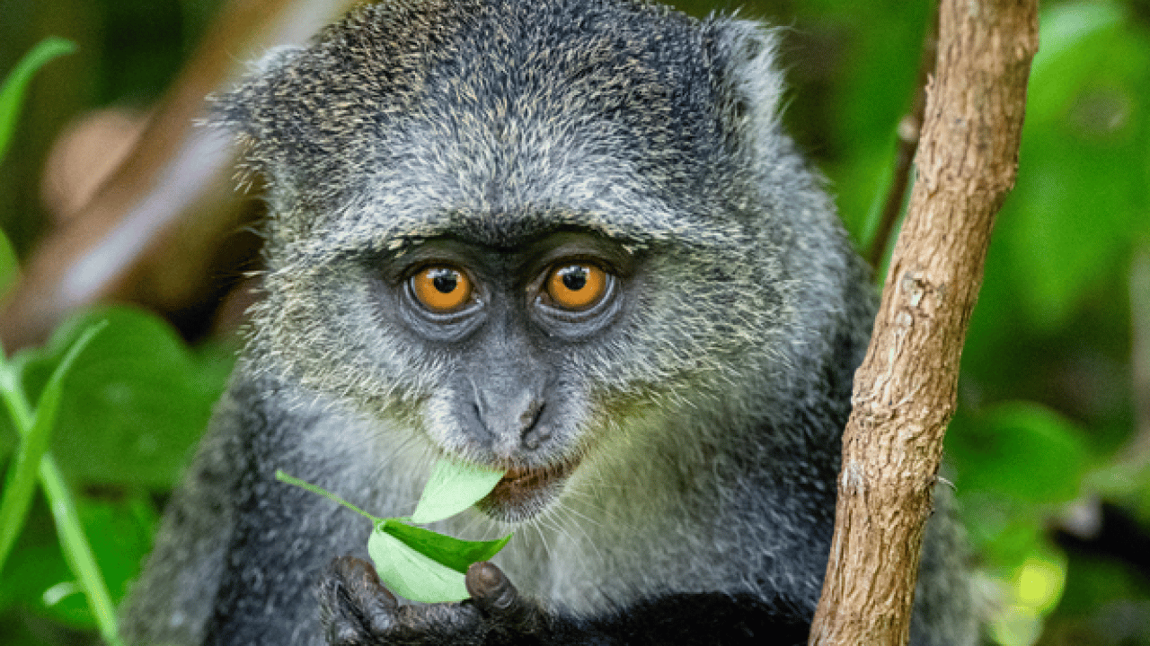 Foto - Doğanın ilginç sırrı: Memeliler neden mavi renkte doğmuyor?