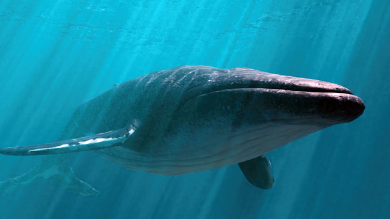 Foto - Doğanın ilginç sırrı: Memeliler neden mavi renkte doğmuyor?