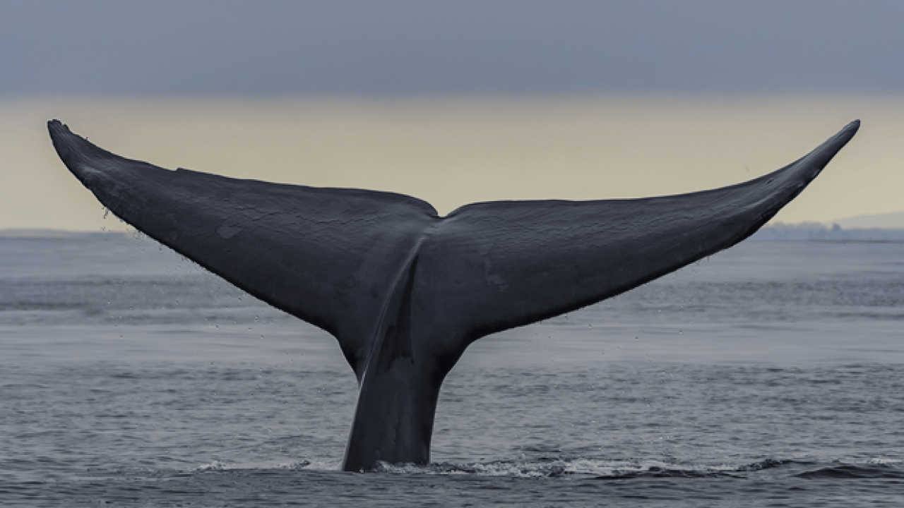 Foto - Doğanın ilginç sırrı: Memeliler neden mavi renkte doğmuyor?