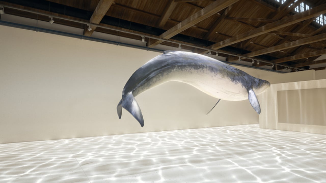 Foto - Doğanın ilginç sırrı: Memeliler neden mavi renkte doğmuyor?