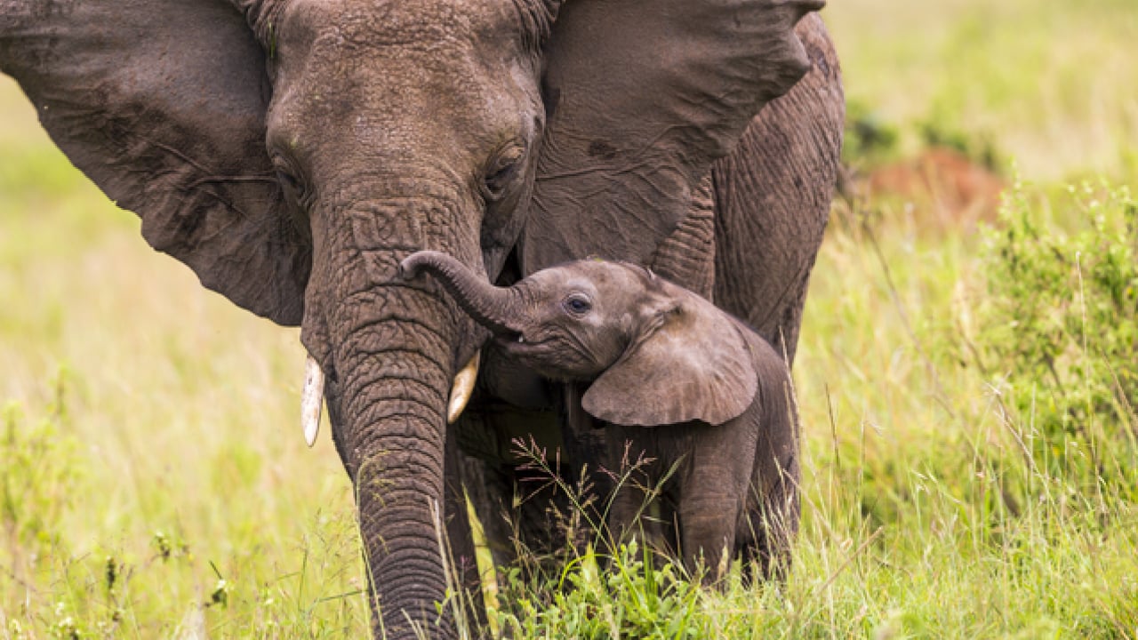 Foto - Doğanın ilginç sırrı: Memeliler neden mavi renkte doğmuyor?