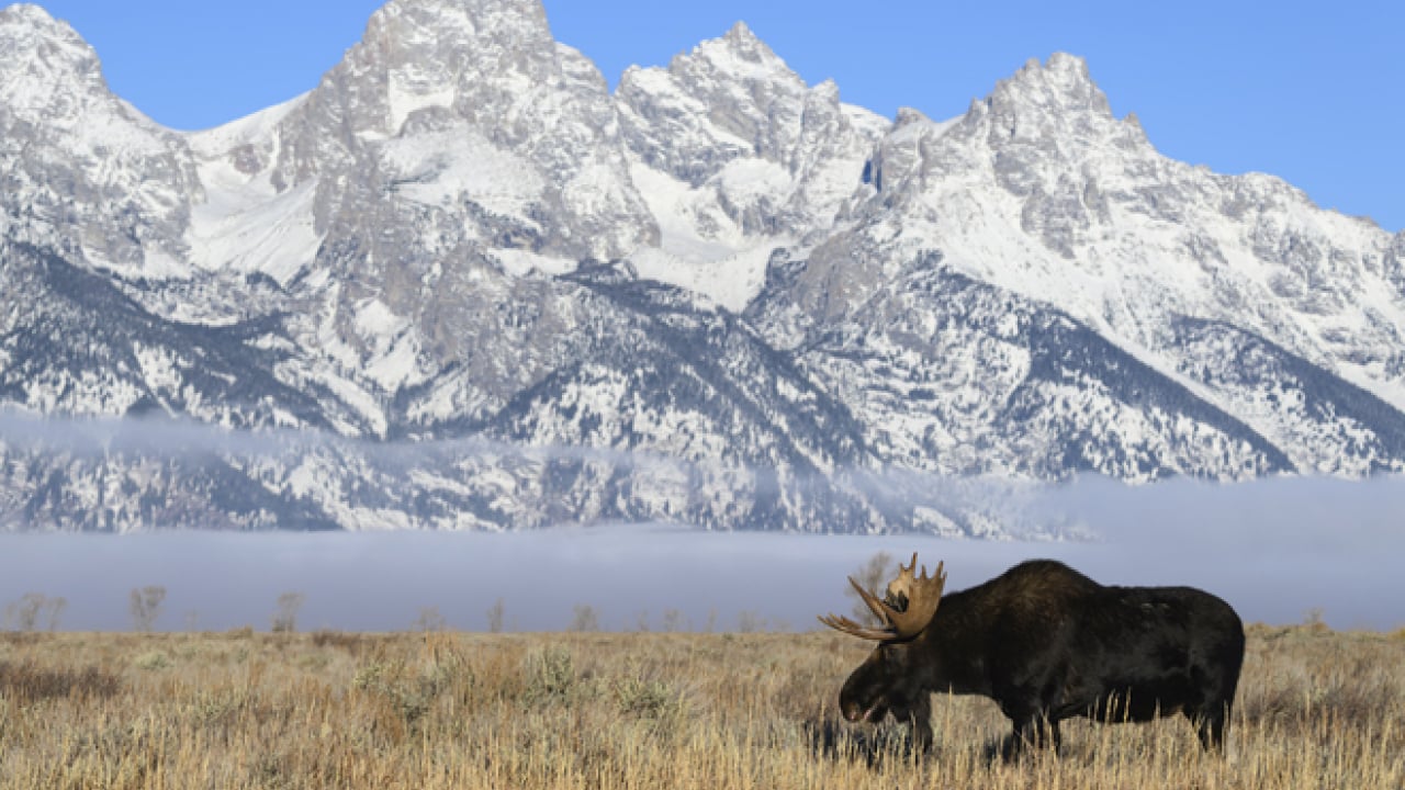 Foto - Doğanın ilginç sırrı: Memeliler neden mavi renkte doğmuyor?