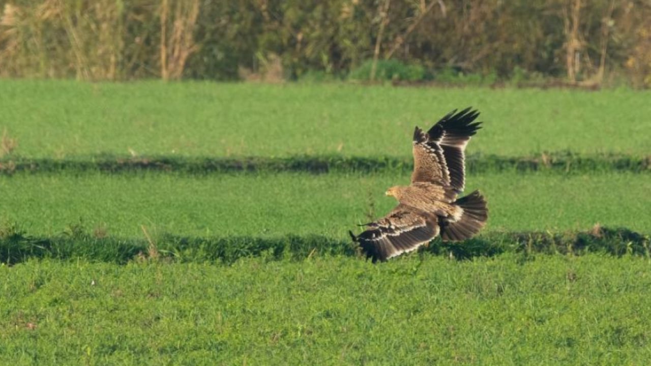 Foto - Doğanın uçan yırtıcısı GPS ile takip ediliyor
