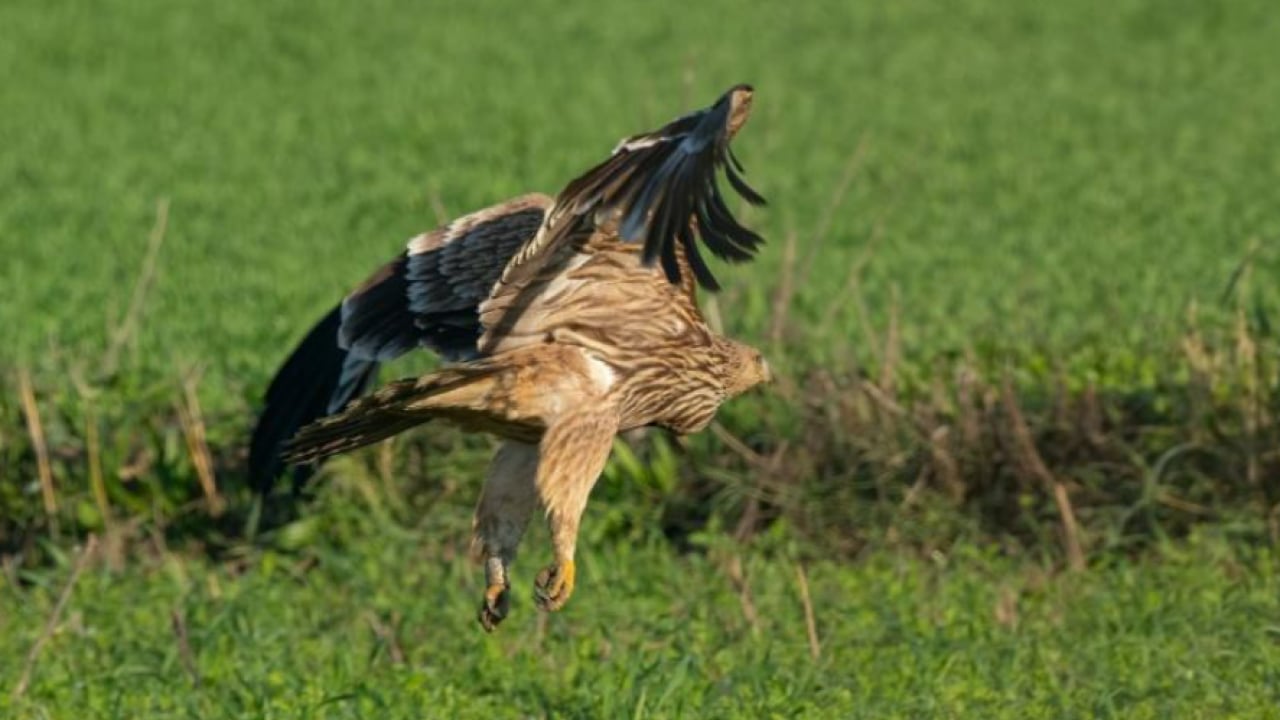 Foto - Doğanın uçan yırtıcısı GPS ile takip ediliyor