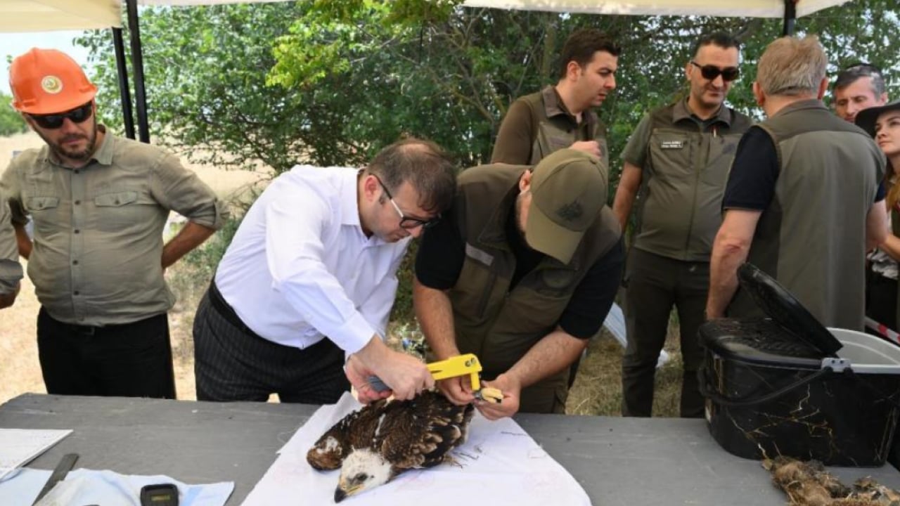 Foto - Doğanın uçan yırtıcısı GPS ile takip ediliyor