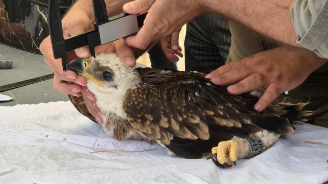 Foto - Doğanın uçan yırtıcısı GPS ile takip ediliyor