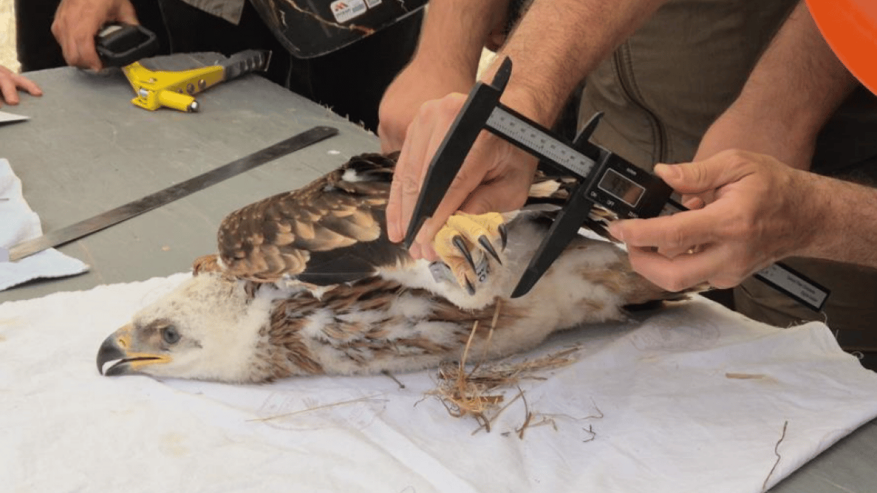 Doğanın uçan yırtıcısı GPS ile takip ediliyor