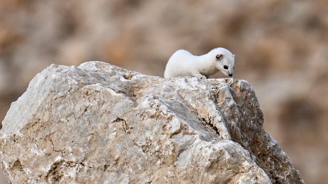 Foto - Doğanın zarif avcısı Van’da görüntülendi 